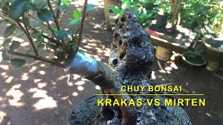 BONSAI KRAKAS SAMBUNG MIRTEN