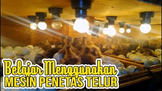 Cara Menetaskan Telur Dengan Mesin