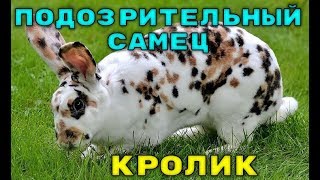 Странный самец кролика