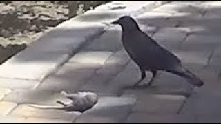 Bird Eating and Flying Off With Rat On Mother's Day