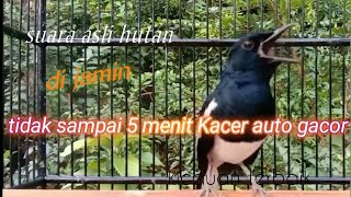 burung Kacer gacor tidak pake lama yang lain pasti ikutan konslet