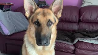 Saxon the Gsd gives a shout-out to bugs bunny