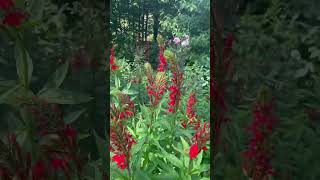 Cardinal flowers are so beautiful and a flower for many weeks #HummingbirdLover #beelover #Biennial