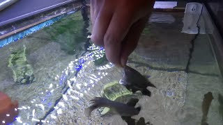 Hand Feeding Tiger Oscars - Oscar Fish Jump Out Of Aquarium