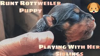 Rottweiler Puppies Playing With Siblings | Mother Vincy | Runt Jessica