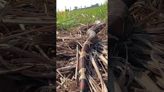 Cobras do Pantanal #viagem #viajandodekombi #brazilianstate#pantanal