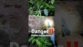 Semut mematikan‼️dikeroyok bisa mampus⚠️😱 #antman #borneo #jungle #shorts