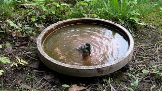 Amsel, Hausrotschwanz, Kohlmeise, Türkentaube im und am Vogelbad