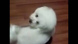 Bichon Frise Doing Tricks