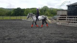 Basic walk trot transitions