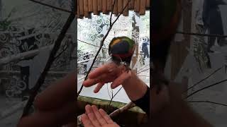 parrot feeding antics