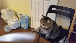 Cat playing with laser and fiber lights