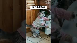 Día de chacheada 🧡🙈🐾🐈🐈‍⬛#gatitosbailando #viralvideo #gatitos