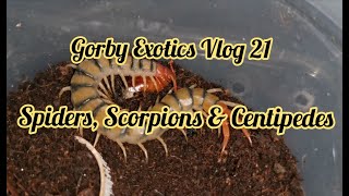 Spiders, Scorpions & Centipedes - Gorby Exotics Vlog 21