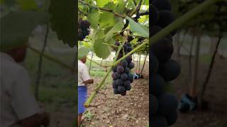 grapes harvest Bangalore devanahalli #shortvideo #malayalamshort #tamilshorts #hindishorts #farming