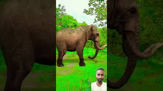 Jungle safari 😂-#funnyvideo #funny #shorts #ytshorts #comedy