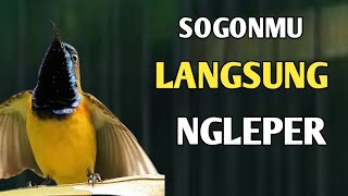 SOGONMU IKUT NGLEPER, PANCINGAN SOGON BIAR BUNYI