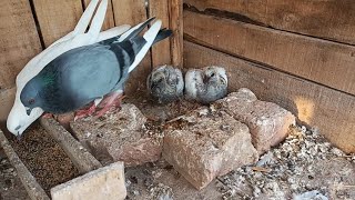 breeder pair ke baby pigeon ki growth bahut acchi Hui Hai |M Asad Birds| #masadbirds #babyke #growth