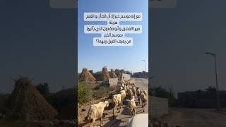 كم يوم ينزل النداء بكثرة الصباح و يطلع الغنم للمراعي و يأتيه مرض في الفم نسميها القطبه قرية اللقية