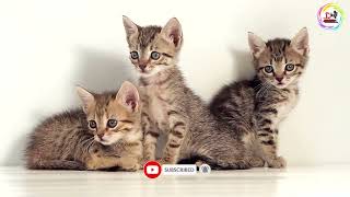 Cute Kittens