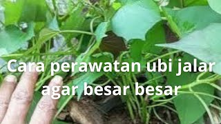 cara perawatan ubi jalar agar ubi besar besar!! di pot dan lahan