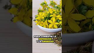 🍃 Plantas de EXTERIOR Increíbles para Combatir el Estrés y la Ansiedad | Urbangreen