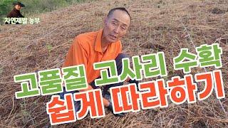 정영농장 고품질고사리 수확방법 쉽게 따라하기