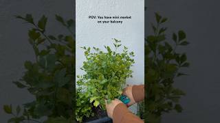 Pov: you have mini market on your balcony #gardening #minigarden #urbanfarming #balconygarden