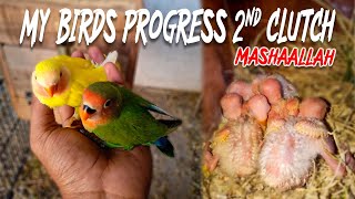 BREEDING PROGRESS SEASON 2022 | 2ND CLUTCH ALLMOST DONE SELF CHICKS |16-1-2022| AA BIRDS INFORMATION