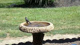 Sparrows and Cat Bird, enjoying fresh water in Bird Bath. #birds #forcats, #naturelover, #catbird