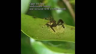 Brettus Jumping Spider(Brettus cingulatus) guards its eggs #spider #mother