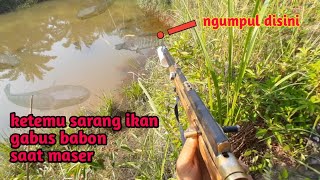 maser ikan gabus besar tepat di sarang nya#pasermania