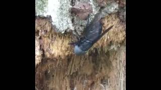 Large Black Horsefly