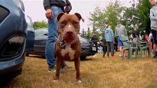 Amstaff - TTB SHOW 2018