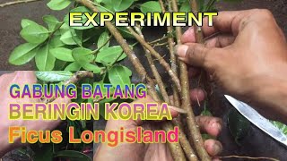 PROSES GABUNG BATANG BERINGIN KOREA//FICUS LONGISLAND // EXPERIMENT