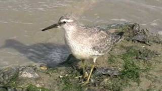 Bécasseau maubèche ( Calidris canutus )