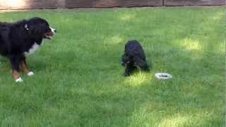 DARLING Cocker and Buddy Bernese.