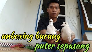 unboxing burung puter yang masih remaja