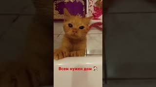 Котёнок в добрые руки #москва #собаки #помощь #приют #кот #котенок #вдобрыеруки #волонтерство #пёс