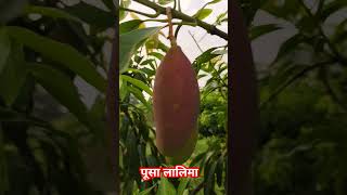 PUSA LALIMA 🥭 #farming #agricultural #bananafarming #mango #soil #indoorfarming #indiansoil