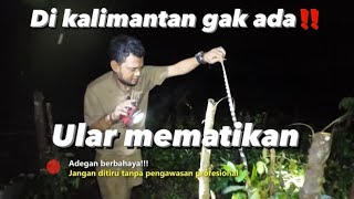 Ketemu ular langka kalau di kalimantan gak ada ‼️ herping bersama a @PANJIPETUALANG_REAL