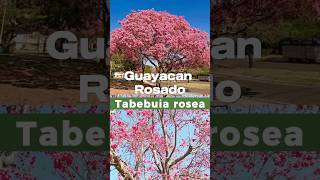 Tabebuia, Primavera o Guayacán🌸🌸🌲🌳Árbol Hermoso Like y Comparte #plantas #arboles #jardin #flor