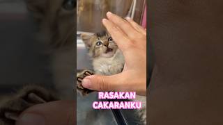 KUCIL PART 21 #cat #kitten #kucing #anakkucinglucuimutgemesin #kucingkampung #catlover