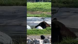 Teddy bear picnic! #grizzley #bear #teddybear #grizzlybears #dinner