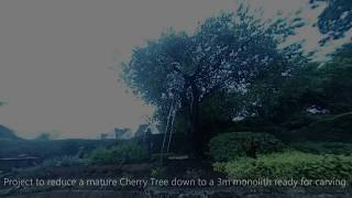 Felling a large mature Cherry Tree leaving a 3 metre monolith ready for carving