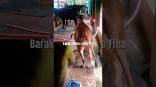 গরুর ঘরে দুস্টামি চলবে না #cattlefarm #bull #deshalcow