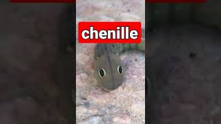 Chenille de papillon يرقة