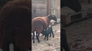 Mama sheep and her baby twin lambs  #sheep #lambs #smallhomestead #1acrefarm #blacksheep