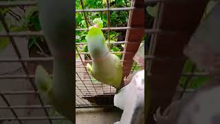 my parrot mittu