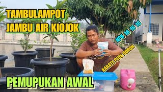 JAMBU KIOJOK TAMBULAMPOT, PEMUPUKAN AWAL